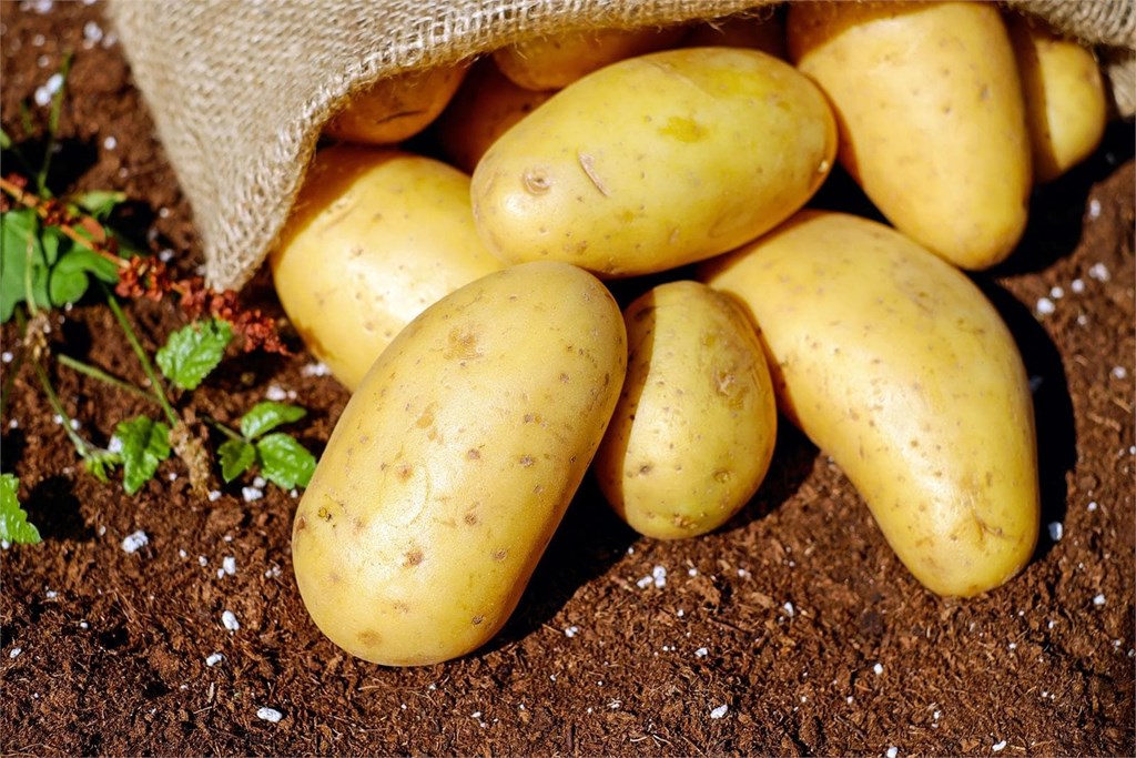 ¡La mejor selección de productos para el tratamiento del cultivo de patatas!