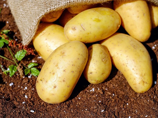 ¡La mejor selección de productos para el tratamiento del cultivo de patatas!