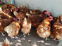 ¿Las gallinas ponedoras necesitan algún cuidado especial en invierno?