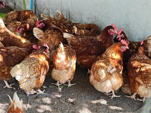 ¿Las gallinas ponedoras necesitan algún cuidado especial en invierno?