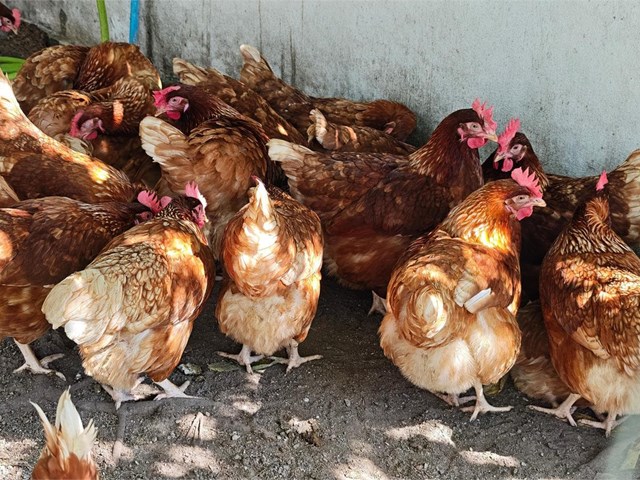 ¿Las gallinas ponedoras necesitan algún cuidado especial en invierno?
