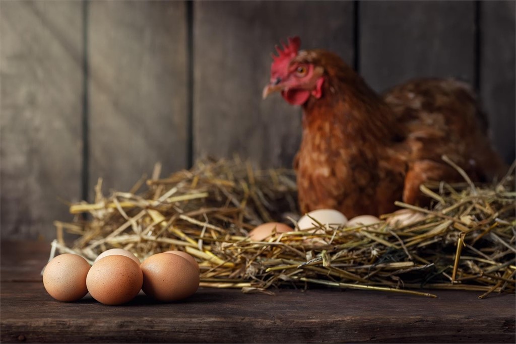 ¿Las gallinas solo ponen un huevo al día?