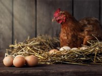 ¿Las gallinas solo ponen un huevo al día?