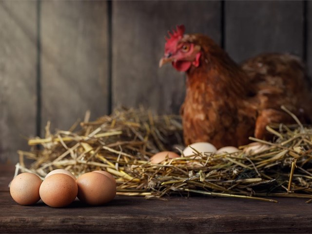 ¿Las gallinas solo ponen un huevo al día?