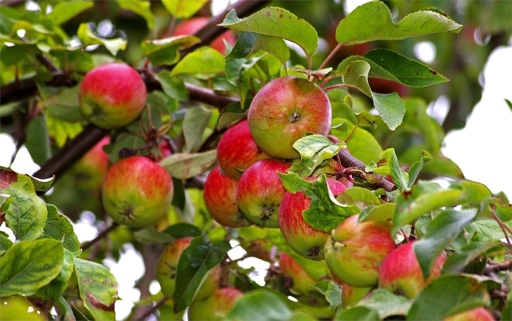 Los mejores abonos para tus árboles frutales