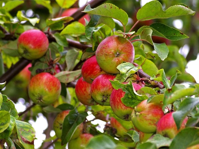 Los mejores abonos para tus árboles frutales