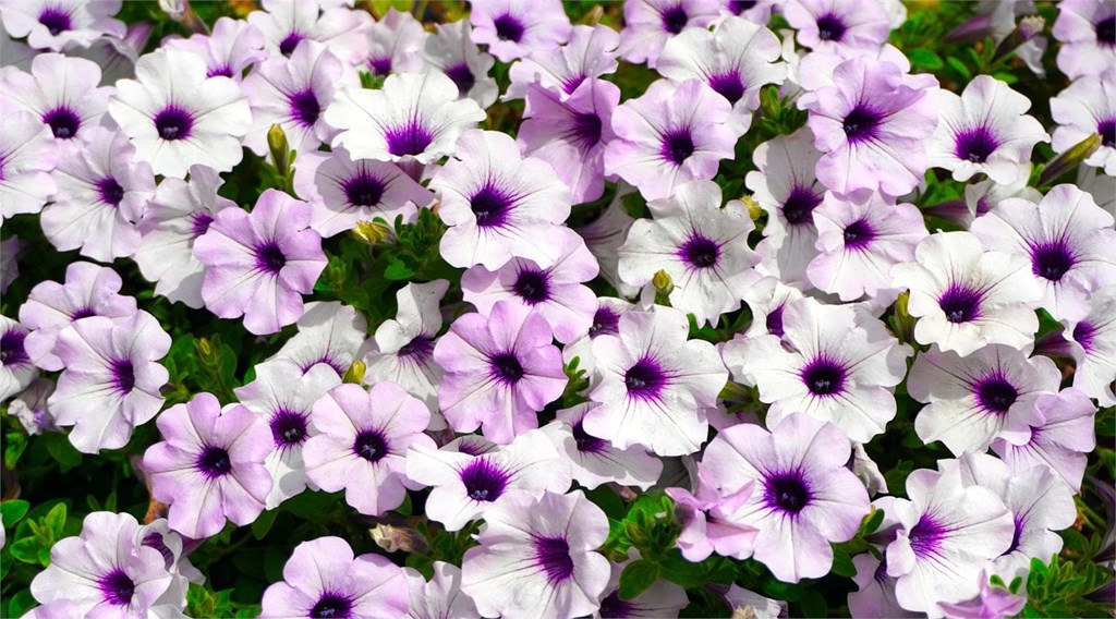 Ponle color a tu jardín: flores para plantar en verano