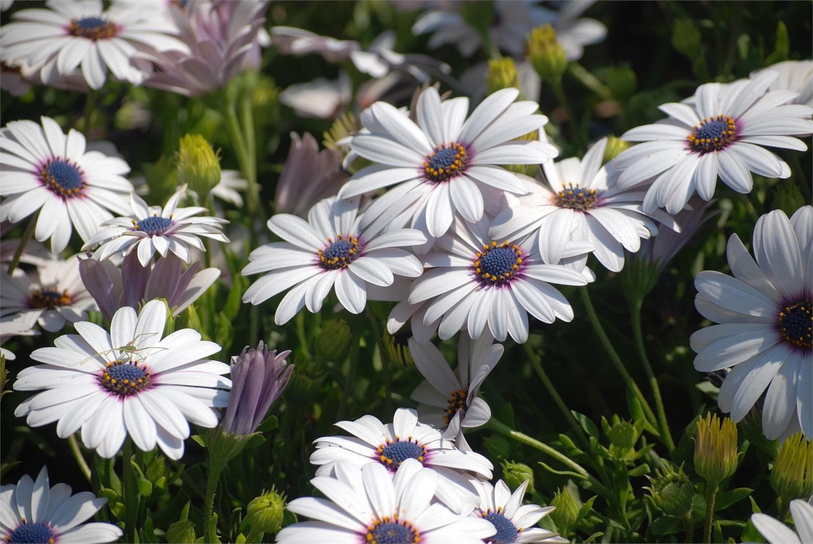 Ponle color a tu jardín: flores para plantar en verano - Imagen 1