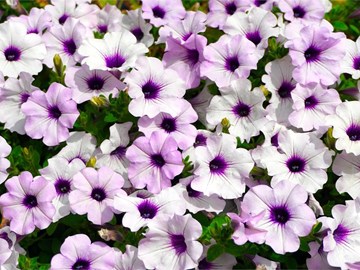 Ponle color a tu jardín: flores para plantar en verano