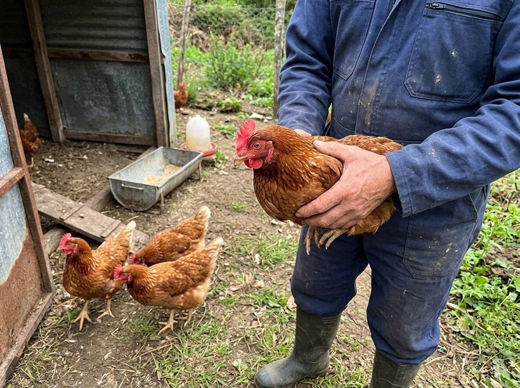 Foto 1 Preparamos por encargo tu lote de gallinas ponedoras en Cerdedo-Cotobade con certificación sanitaria