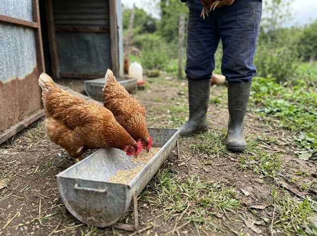 Preparamos por encargo tu lote de gallinas ponedoras en Cerdedo-Cotobade con certificación sanitaria - Imagen 1