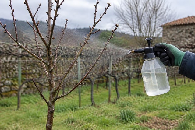 Protege tu huerto con nuestros cuidados de plantas en invierno en Pontevedra - Imagen 1