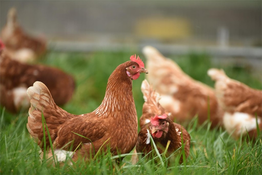 Protege tus gallinas en verano