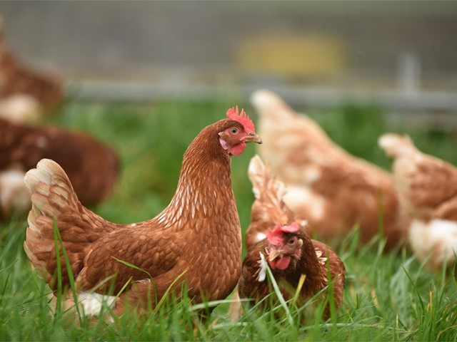 Protege tus gallinas en verano