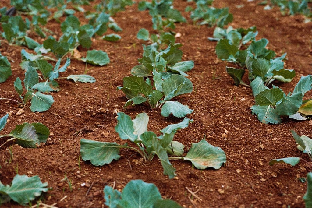 ¿Qué cultivamos en nuestro huerto en marzo?