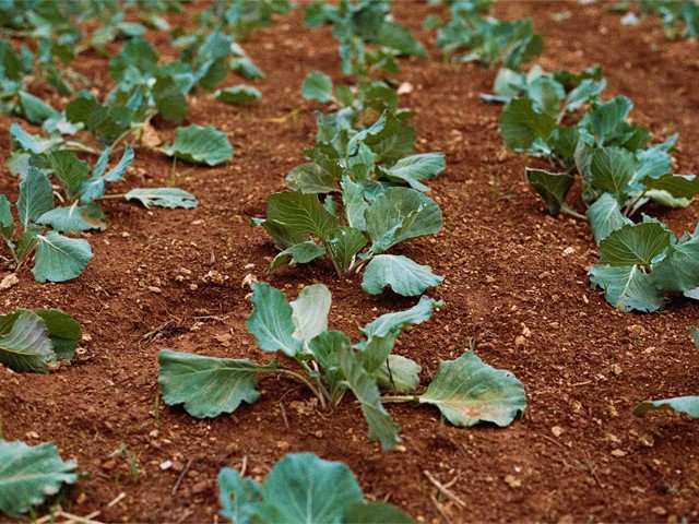 ¿Qué cultivamos en nuestro huerto en marzo?