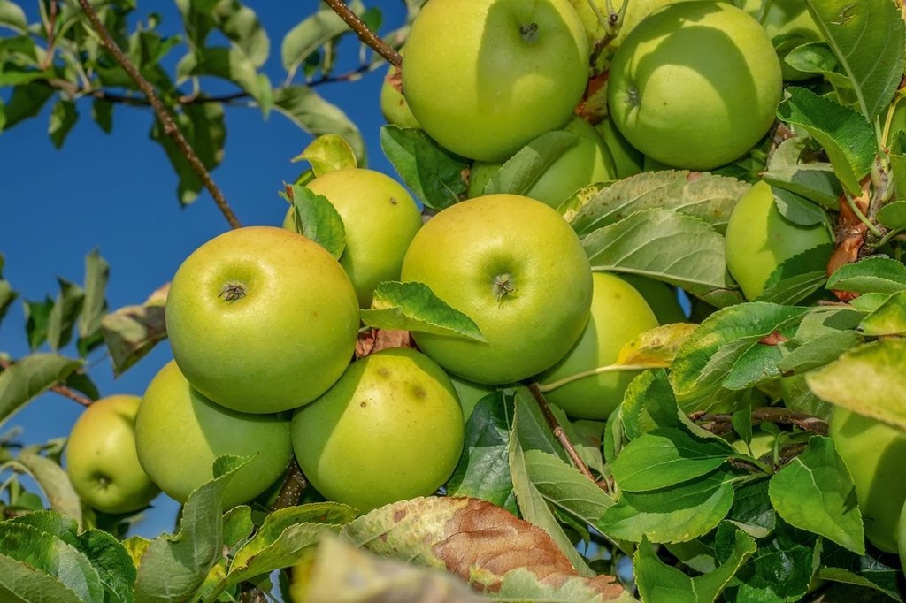 ¿Qué debemos tener en cuenta a la hora de plantar frutales?