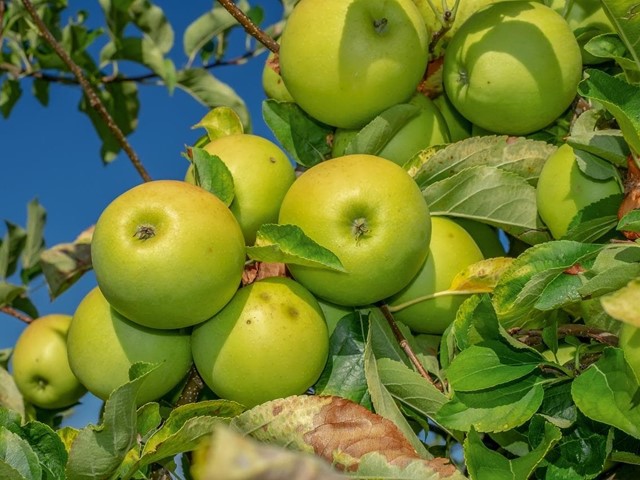 ¿Qué debemos tener en cuenta a la hora de plantar frutales?