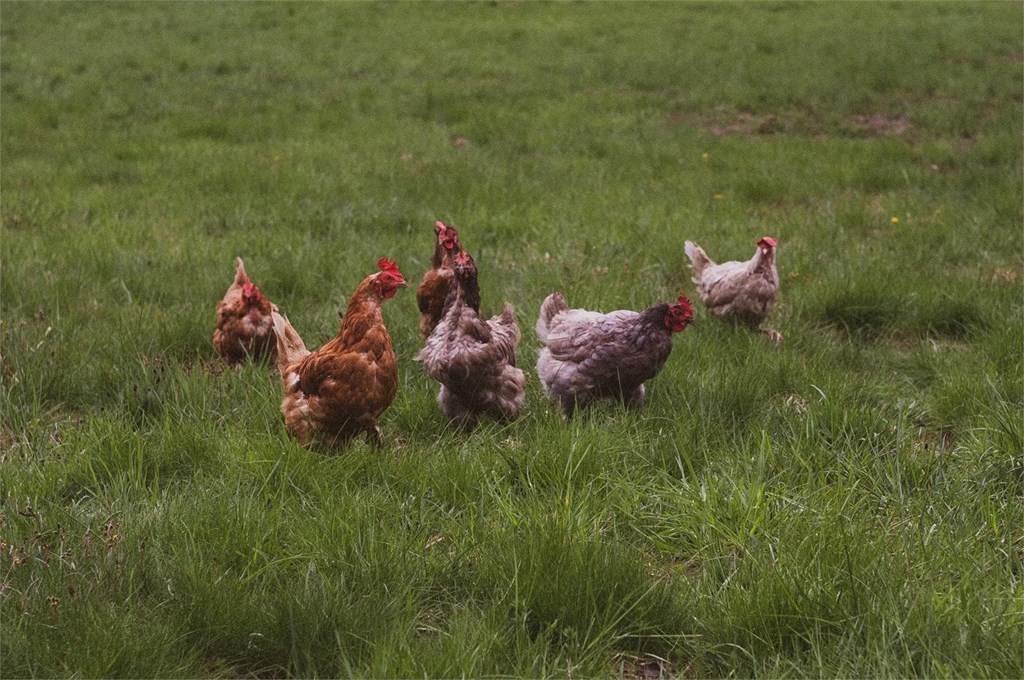 ¿Qué deben comer las gallinas para poner más huevos?