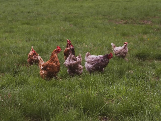 ¿Qué deben comer las gallinas para poner más huevos?