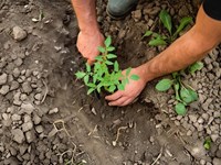 ¿Qué es el periodo de conversión? La clave para empezar tu huerto ecológico