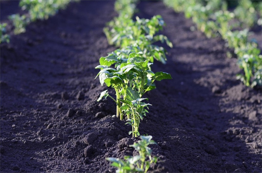 ¿Qué hortalizas debemos plantar en junio?