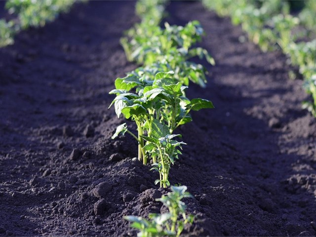 ¿Qué hortalizas debemos plantar en junio?