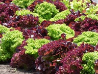 ¿Qué hortalizas se plantan en mayo?