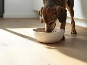 ¿Qué pienso es el mejor para mi perro según su raza y edad?