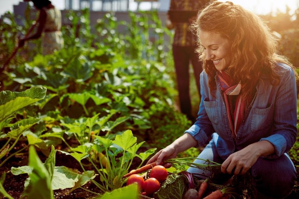 ¿Qué plantar en el huerto en marzo?