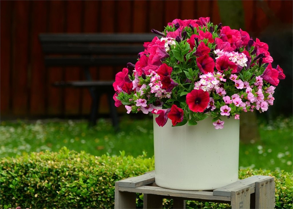 ¿Qué plantas con flor sembrar en mayo?