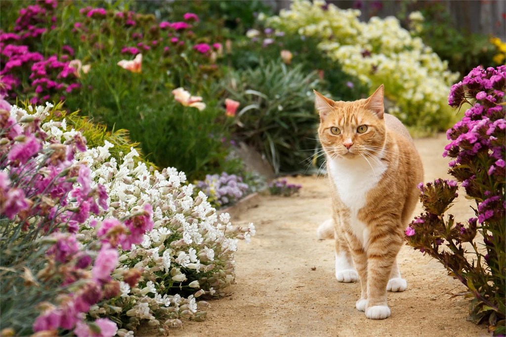 ¿Qué productos de jardinería son seguros para tus mascotas?