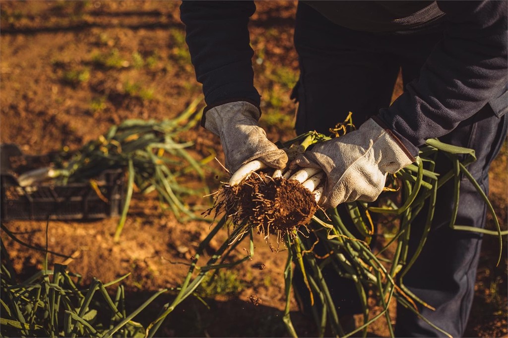 ¿Qué tipo de hortalizas debemos plantar en abril?