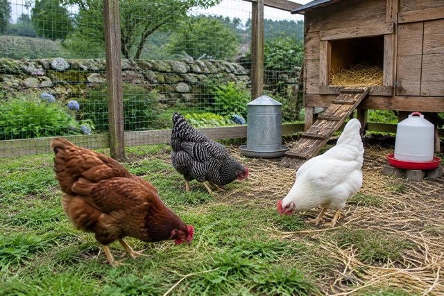 Si vas a montar tu propia granja, elige la raza de tus gallinas ponedoras en Pontevedra - Imagen 1