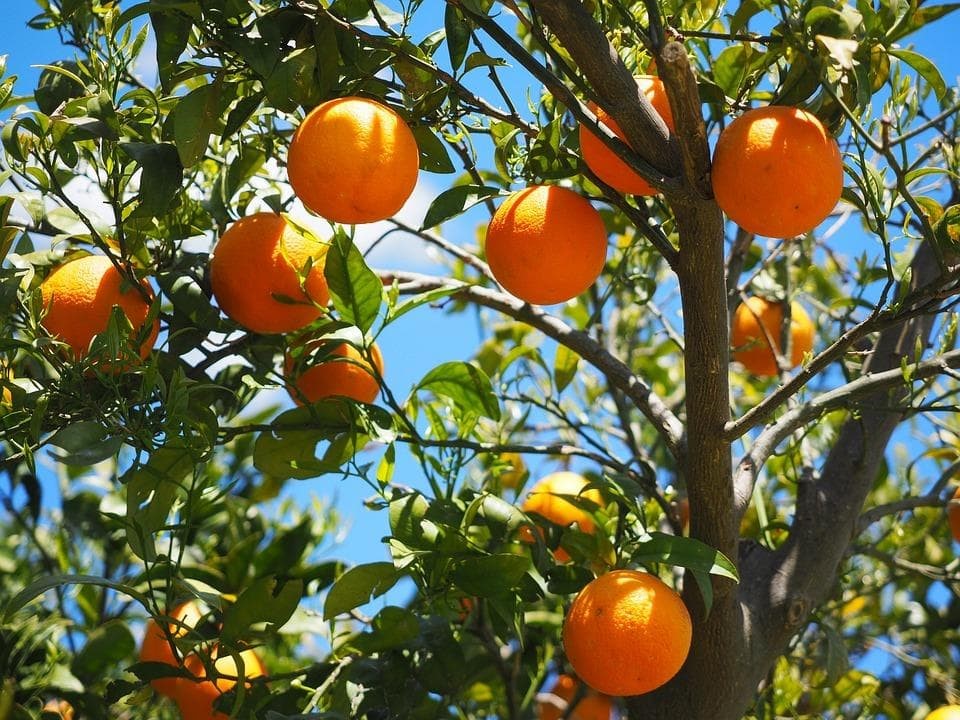 Tratamiento para el cuidado de árboles frutales - Comercial Sivar