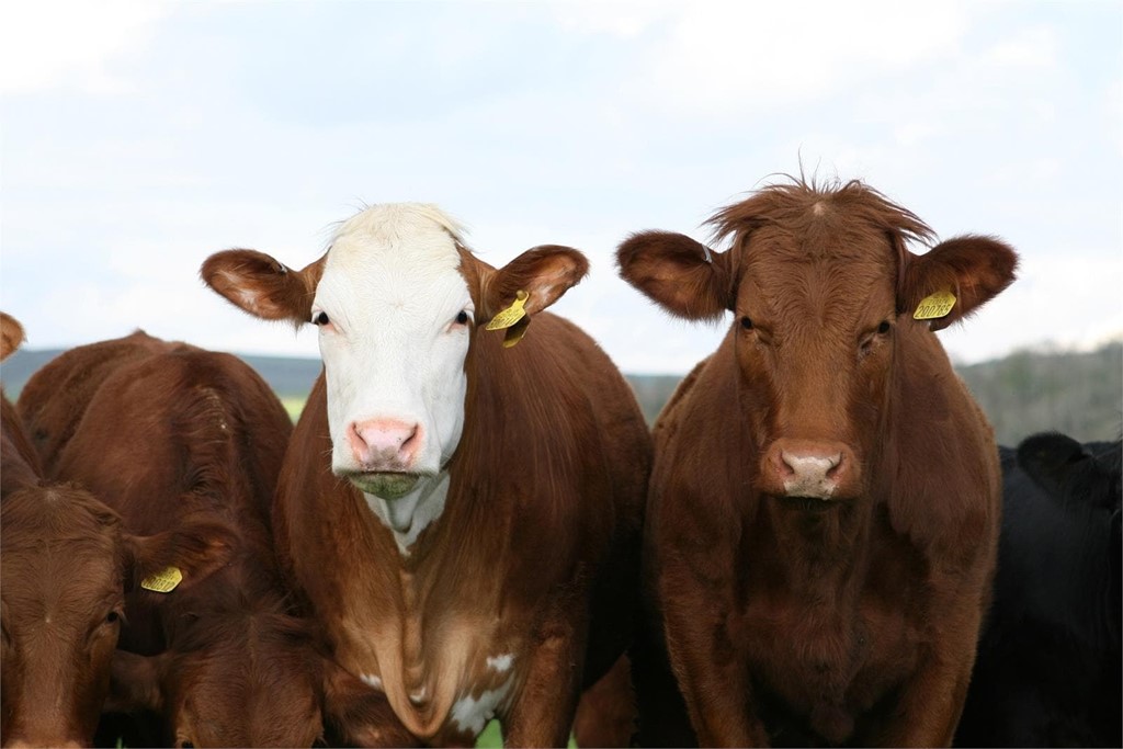 Venta de alpacas de alimentación