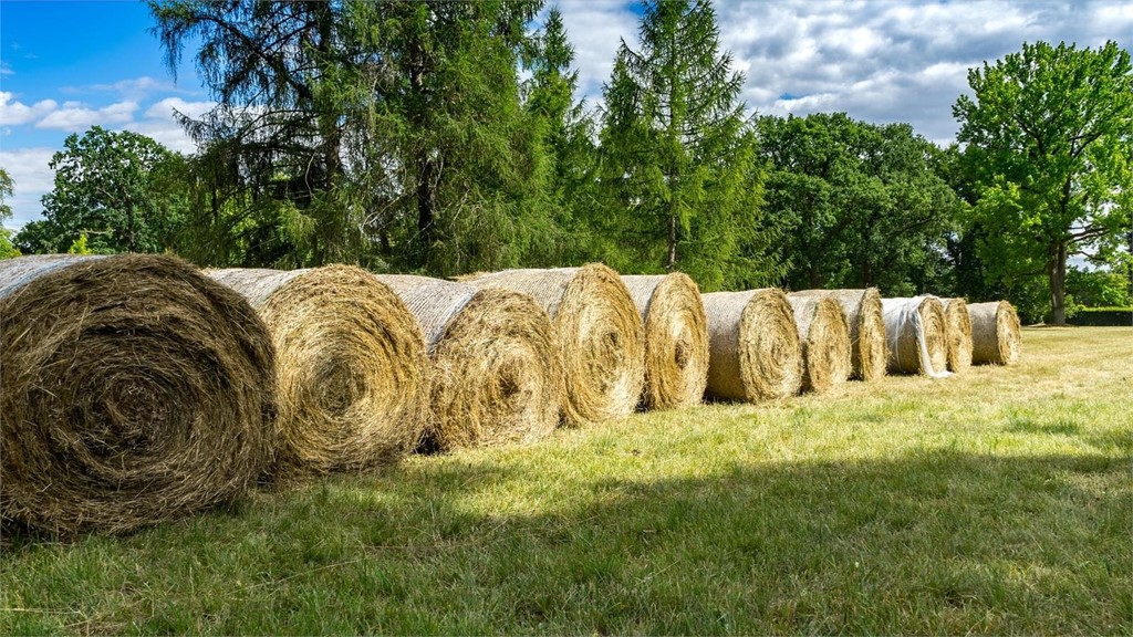 Venta de alpacas y forraje 