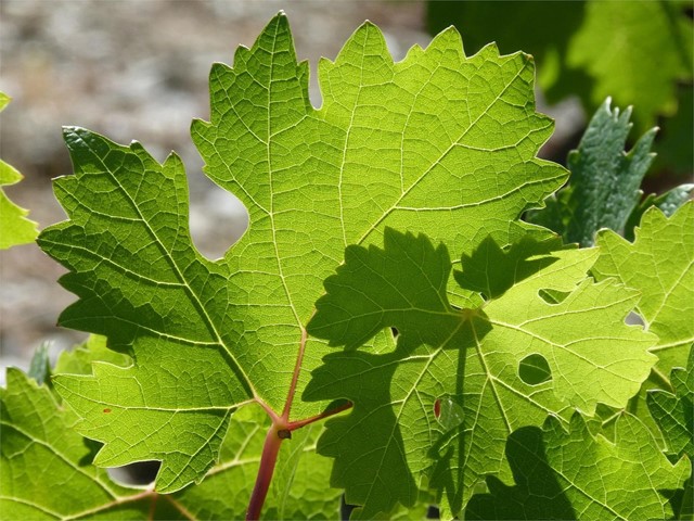 Venta de fitosanitarios ecológicos en Pontevedra