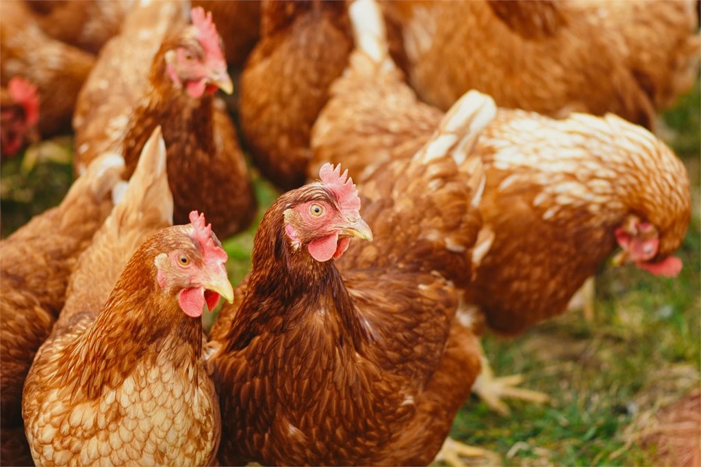 Venta de gallinas ponedoras en Pontevedra