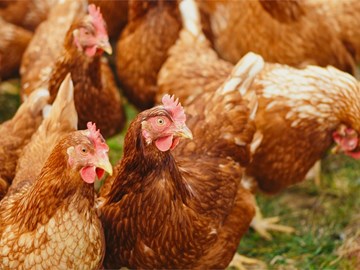 Venta de gallinas ponedoras en Pontevedra